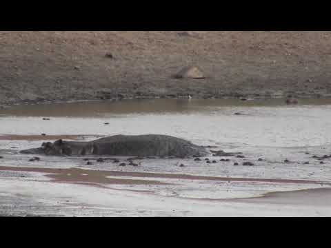Hippo in mud