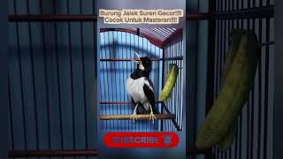 Download lagu Burung Jalak Suren Gacor Abis!!!!! Cocok Untuk Masteran!!!! mp3
