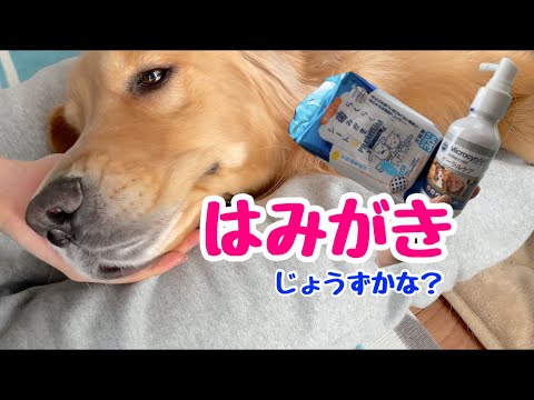 ゴールデンレトリバーのケア