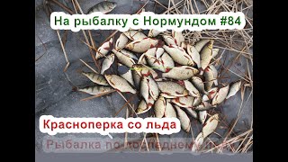 Ловля красноперки по первому льду