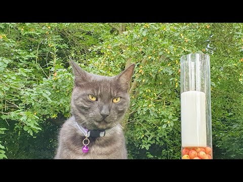 Compline – Sunday, 23rd August 2020