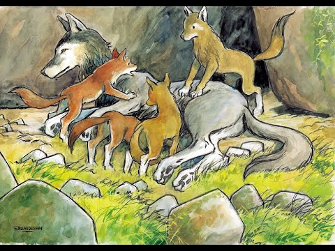 Le Vieux Loup vous appelle _ Les chiens rouges