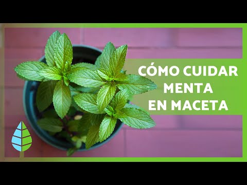 , title : 'CUIDADOS de la MENTA en MACETA 🌿 ¡Poda, riego, reproducción y MÁS!'