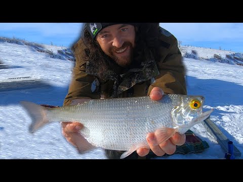 Huge Walleye And Goldeye On Lake Diefenbaker! Non Stop Sauger Action
