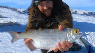 Huge Walleye And Goldeye On Lake Diefenbaker! Non Stop Sauger Action