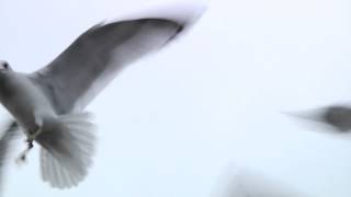 Steve Forbert "Smokey Windows" Seagull Sequence