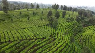 Download lagu Free Footage - Aerial video perkebunan teh #2 mp3