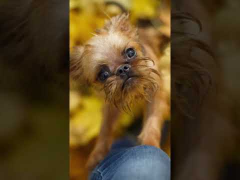 歴史的記念碑のロゴ - red.svg