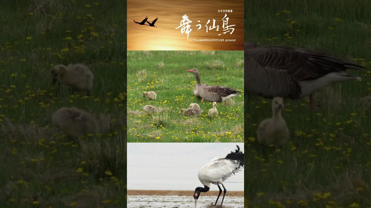 春の中、オグロヅルの家族が姿を現した | iPanda パンダ楽園 #shorts