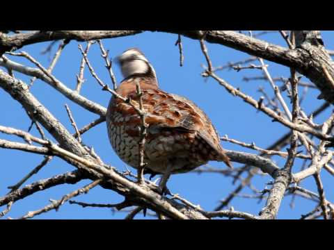 Northern Bobwhite Quail — Goose Lake Prairie