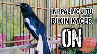 Download lagu INI PALING JITU BIKIN KACER CEPAT EMOSI LANGSUNG ON !! PANCINGAN KACER GACOR PASTI NYAUT AMPUH. mp3