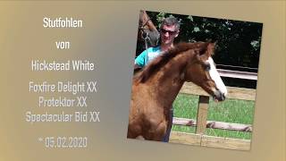 Video of Hawaiian Dream
