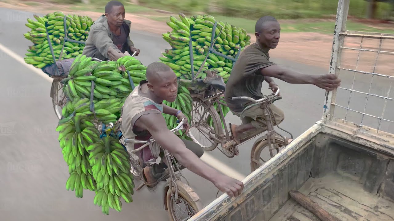 Risky Way They Deliver Goods by Bicycles in Africa