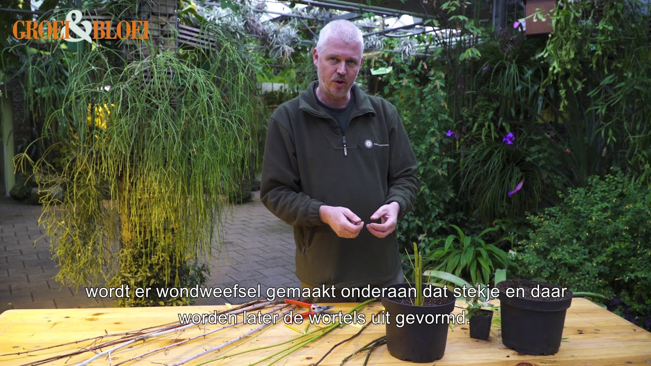 Winterstekken maken van kale takken