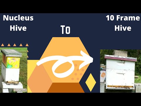 How to expand your nucleus hive to a bigger hive box! Beginner Beekeeper Episode 18