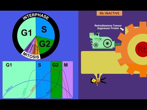Cyclins and CDKs Cell Cycle Regulation