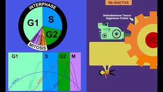 Cyclins and CDKs Cell Cycle Regulation