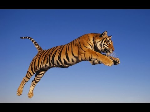 Awkward Flying Tiger - Shado Pan
