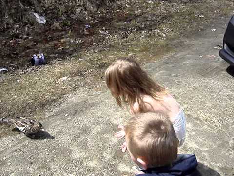 More Vidoes of our Wild Ruffed Grouse - 1