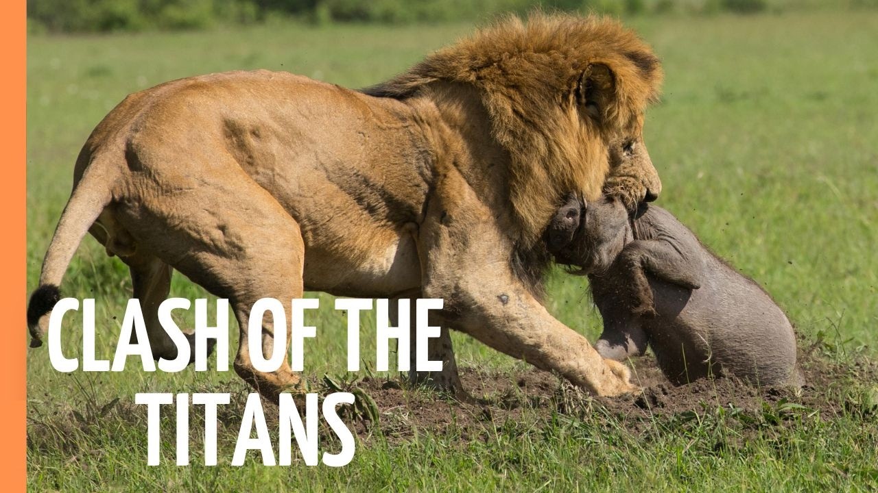 Explore the Clash of the Titans - Lions vs. Hyenas, a Fight for Territory | Full Documentary