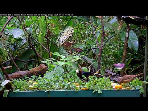 Chestnut-headed Oropendola Visits The Updated Panama Fruit Feeder Platform – Jan 23, 2020