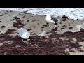 Seagulls V Lobster