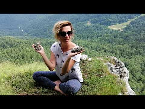 Smilje i bosilje Jahorina Islandski lišaj