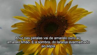 Como pintar girassois vídeo 1