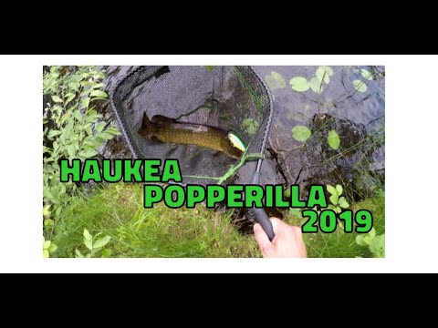 Haukea popperilla - hauen kalastus 2019