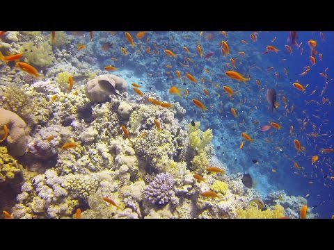 Diving Jackson Reef 3 - Sharm El-Sheikh - [HD]