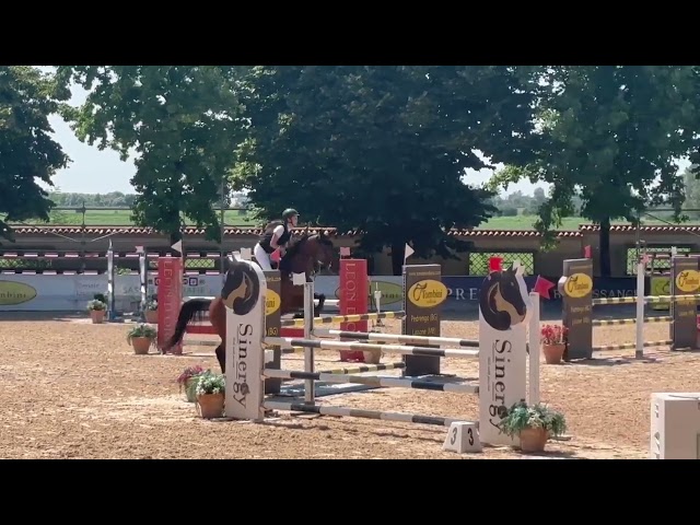 Jument sBs Cheval de Sport Belge A vendre 2014 Bai par PEPPERMILL