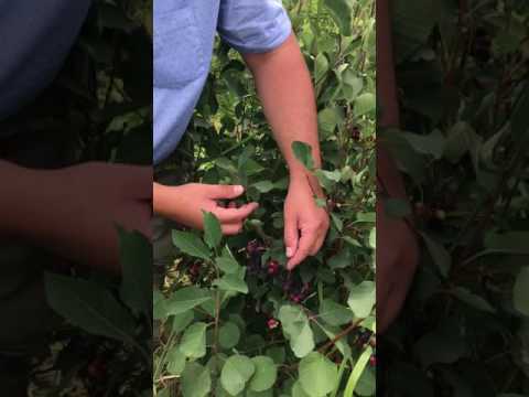 Perioada de coacere la afinul canadian / Saskatoon berry