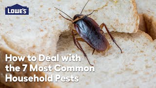 How to Deal With 7 Most Common Pests: Video Guide
