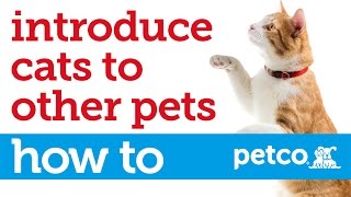 How to Introduce Cats and Dogs for the First Time (Petco)