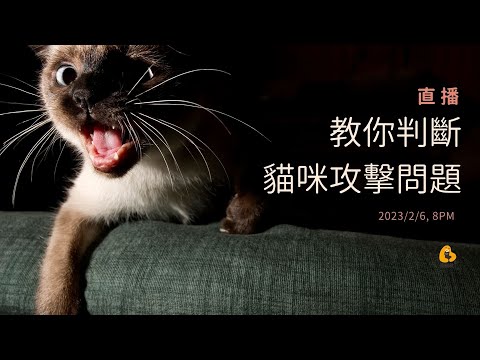 教你判斷貓咪對人攻擊的類別