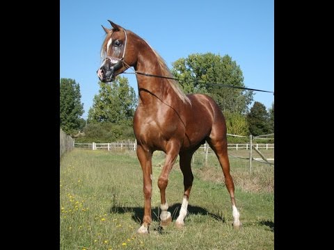 Arabian horse, pur sang arabe : Stallion Ishtar by WH justice-SOLD