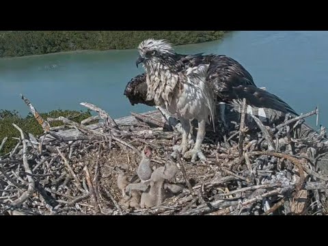 Captiva Osprey Cam | Sibling Rivalry | Big brothers bonking in front of Lena | 24.02.2022
