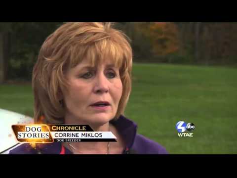 Chronicle: Dog Stories (The Breeding Question)