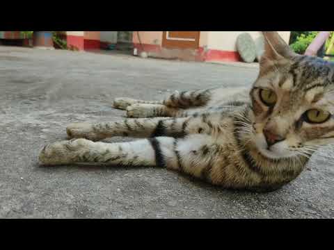 bilu😺❤ #shorts  #shortvideo   #youtubeshort  virlshort