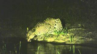 preview picture of video 'Leopard at Night: Mala Mala Preserve, South Africa'