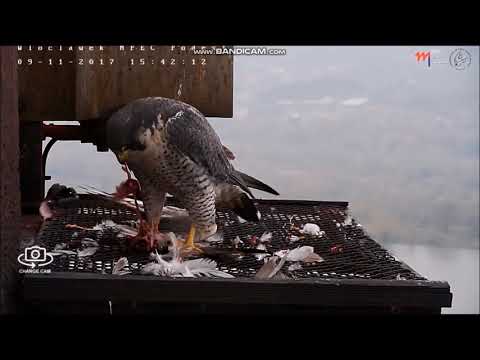 Sokół wędrowny MPEC Włocławek