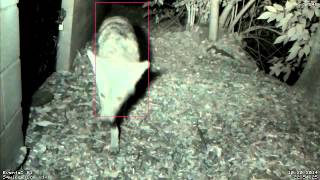 preview picture of video 'RaspBerry Pi Camera - Coyote in La Canada Flintridge, CA'