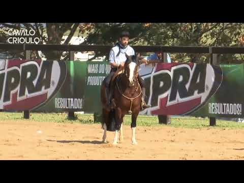 Hilário da Pavei • Melhor Prova de Campo II dos Machos na Classificatória do Paraná 2024