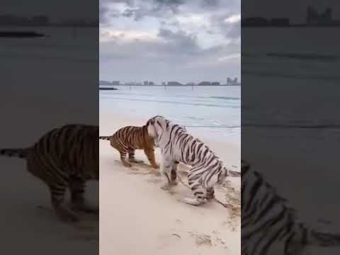 , title : 'Harimau Putih vs Harimau kuning'