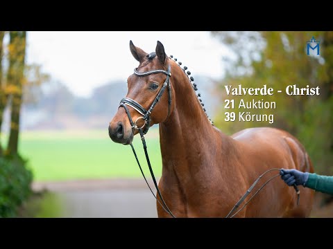 Nr. 21 Hengst v. Valverde - Christ