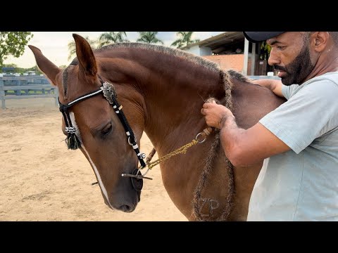 COMO FLEXIONAR A NUCA DO SEU CAVALO !