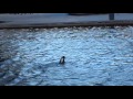 Cormorant Catching A Pike