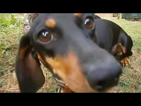 A férgesség tünetei kutyáknál - Kutya Portál