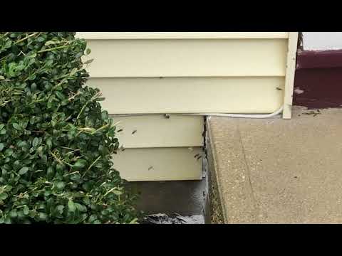 Under the Front Stoop is a Yellow Jackets Nest in Rumson, NJ