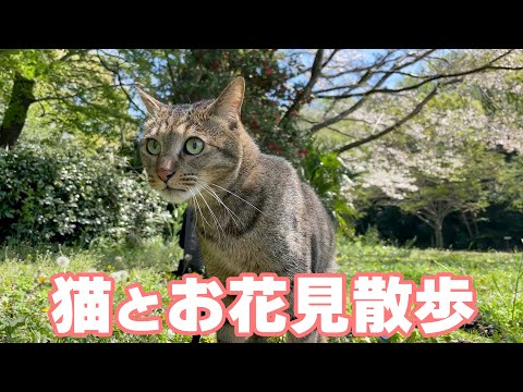 youtube-動物記事2024/02/15 10:21:27